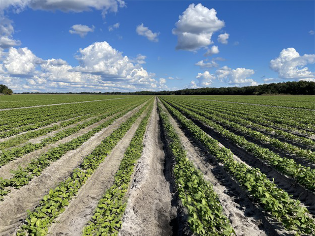Farm